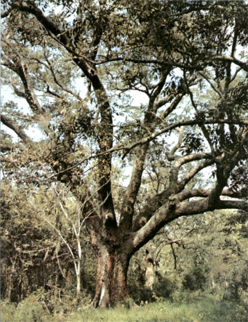 Bailey's Oak-1969